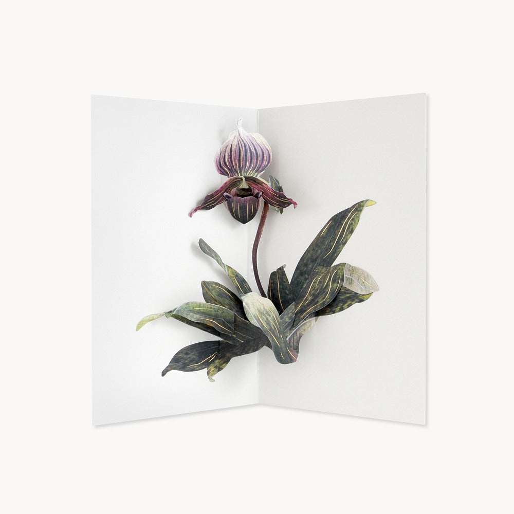 Hiromi Takeda Lady Slipper Orchid Greeting Card